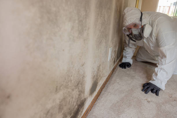 Mold Documentation for Insurance Claims in Magee, MS